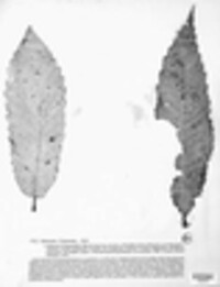 Asteroma castaneae image